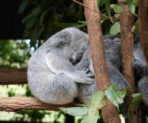 Why We Sleep