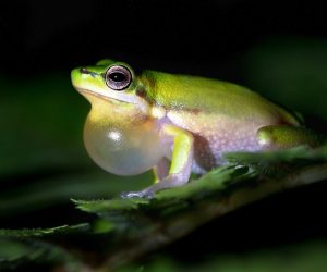 Eat That Frog!